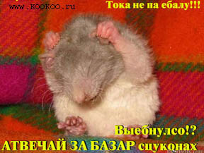 Обои для мобильных телефонов