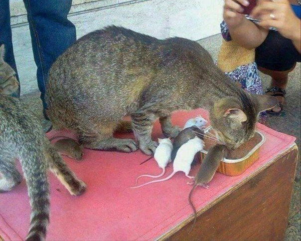 Прикольные животные