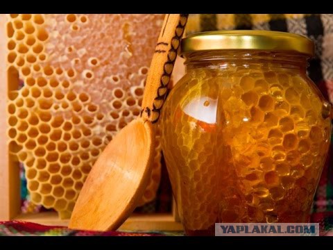 Папина придумка