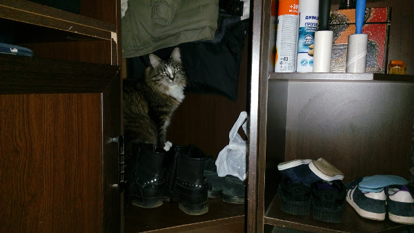 Котовторник 11.10.2016