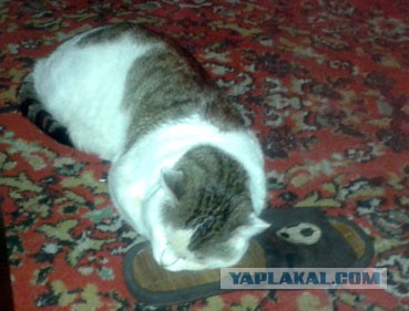 Котовторник 18.10.2016