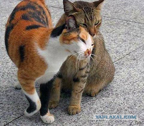 Котовторник 28.03.2017