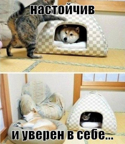 Подборка забавных животных