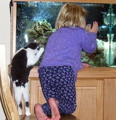Коты и Кошки