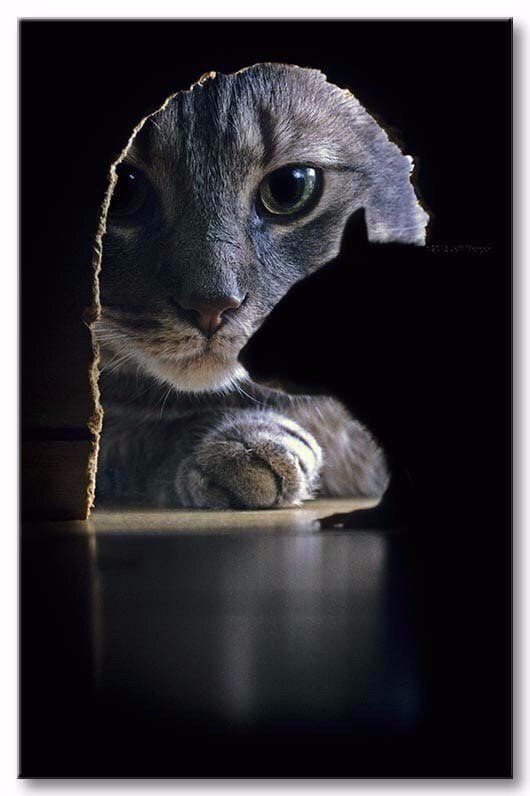 Коты и Кошки