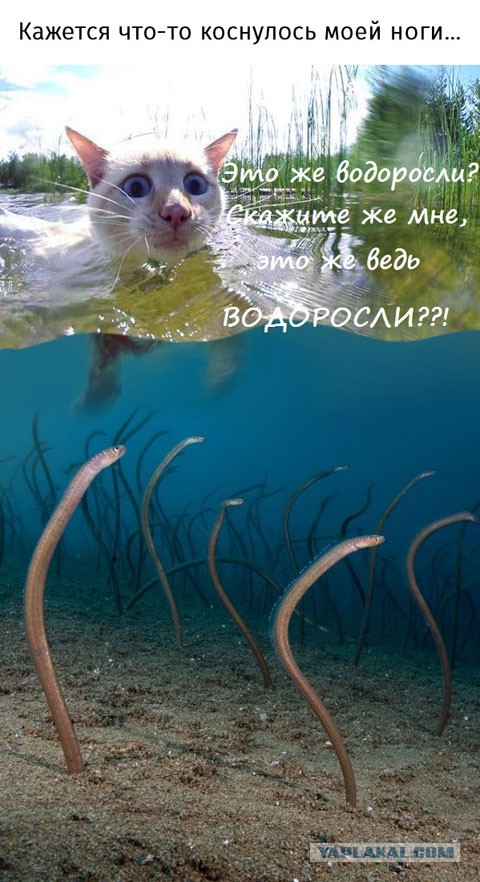 Тем временем в Австралии...
