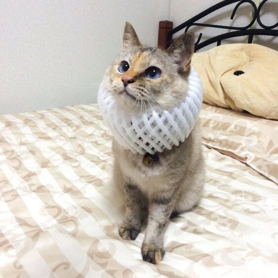 Коты и Кошки