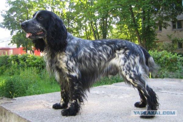 8 исчезнувших пород собак, которых не осталось даже на фотографиях