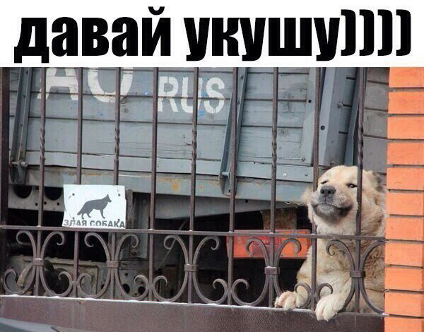 Живность из сети