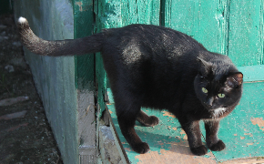 Котовторник 05.06.2018