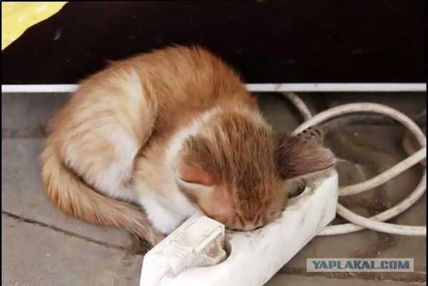 Котовторник на ЯПлакалъ: Кото и кто-то!
