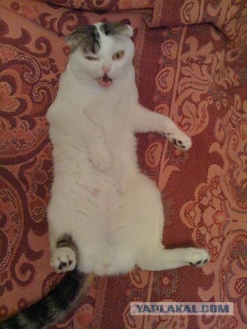 Котятовторник, 25.05.2010