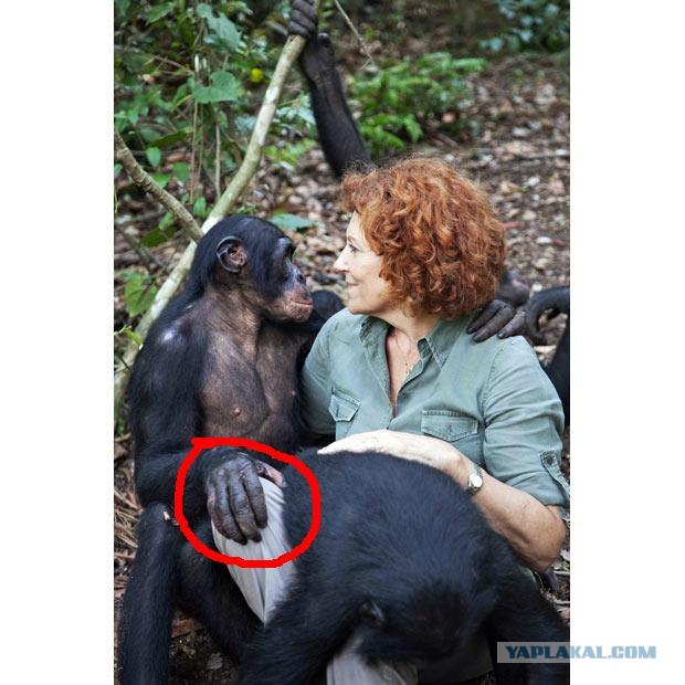 Заповедник Lola ya Bonobo в Конго