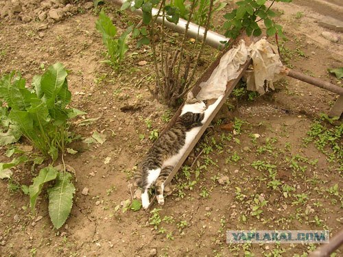 Первый КОТОВТОРНИК 2012