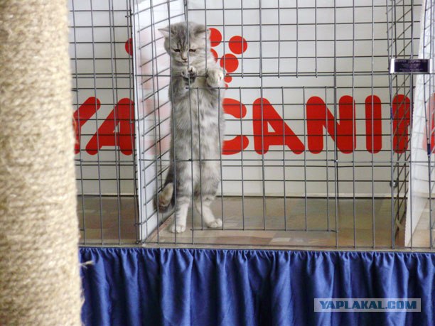Выставка котов в Киеве
