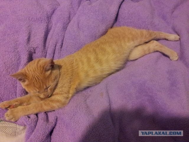 Котовторник (07.02.2012)
