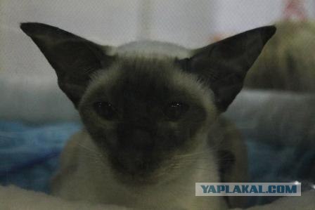 Котовторник 27.03.2012