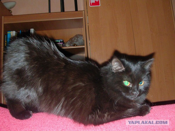 Котовторник (15.05.2012)