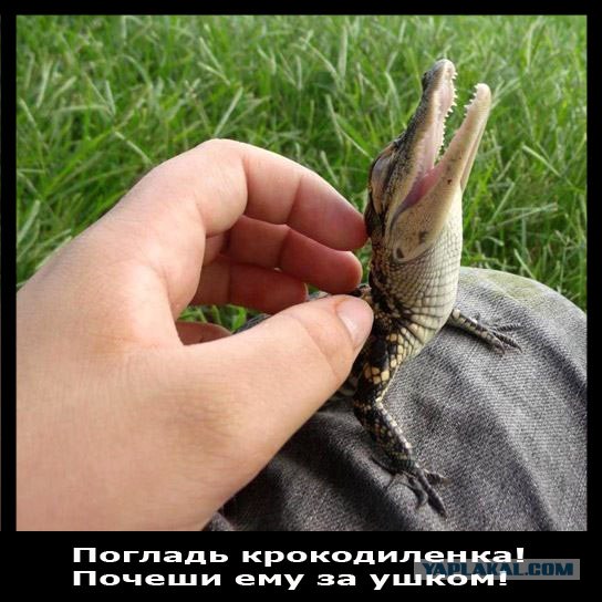 Погладь ежа! =)