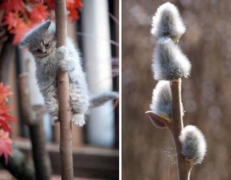 Прикольных котов пост