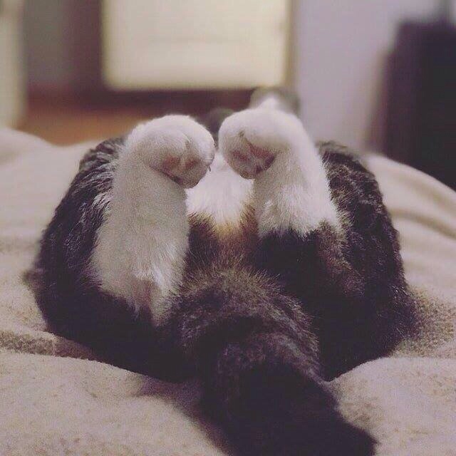 Прикольных котов пост