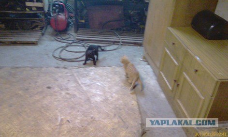 Котовторник 29.01.2013