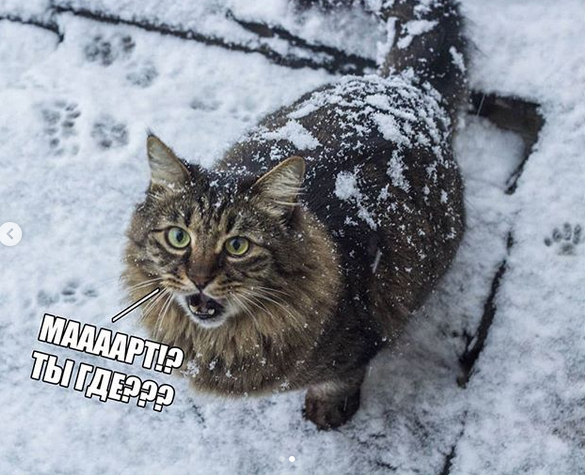 20 очень веселых фотографий котов с забавными комментариями их владельцев