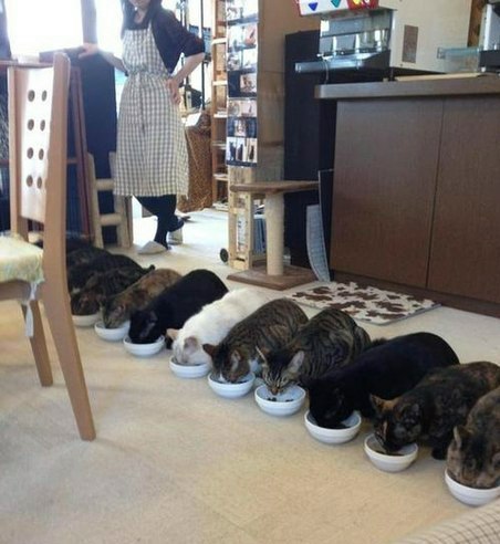 Котовторник! начнем? 04.06.19