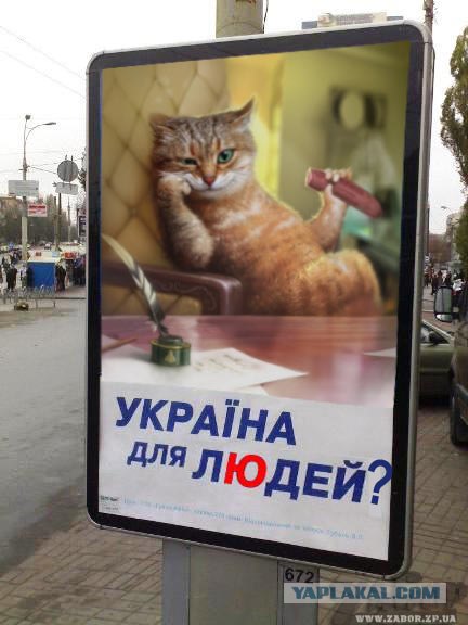 Украина для котов!