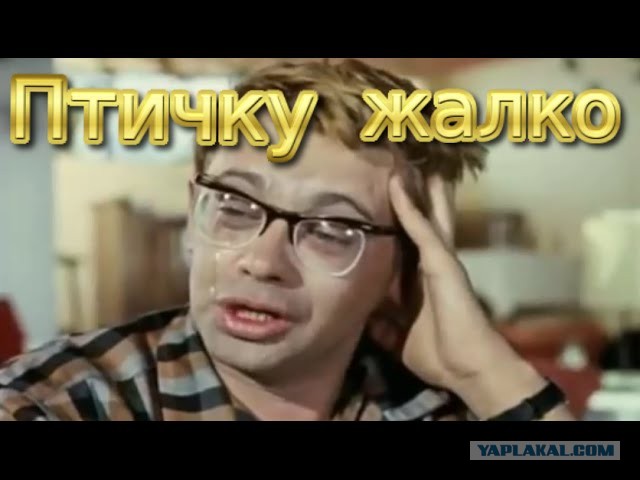 Дачная жизнь. С утра и по полудня