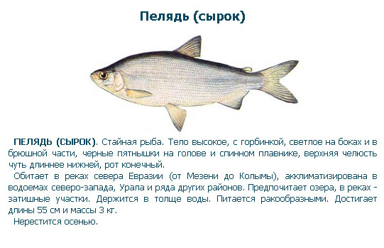 Я люблю вашего мужа