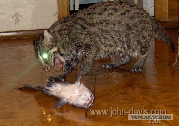 Коты любят принимать ванну