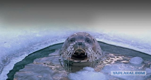 Эротический сон моржа