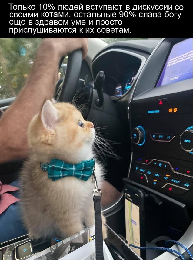 На котовторник