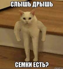 Ничего необычного, просто депутат Госдумы Андрей Горохов грызёт семечки во время заседания.