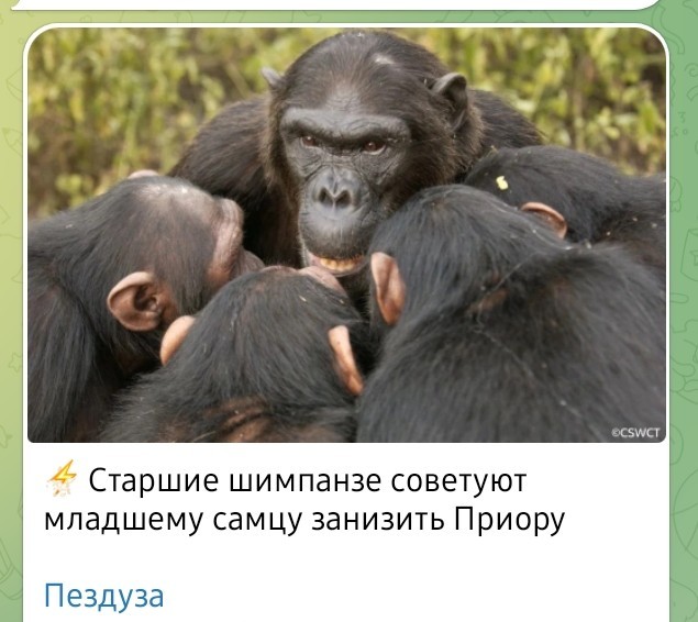 Если в ходе эволюции выживают лучшие, почему все женщины не выглядят, как супермодели?