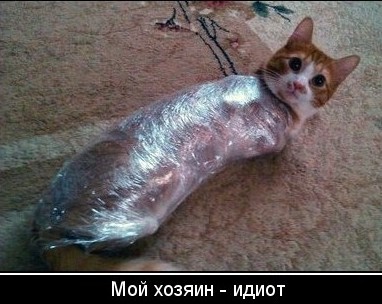 Котей Джек Воробей.