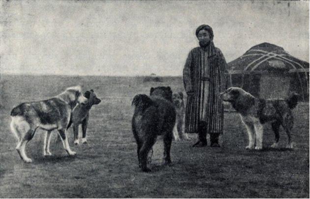 Овчарки
