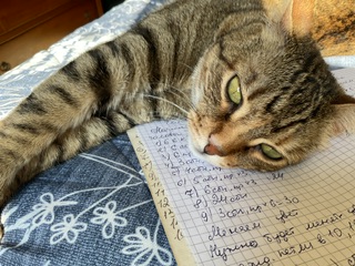Котовторник 09.04.24