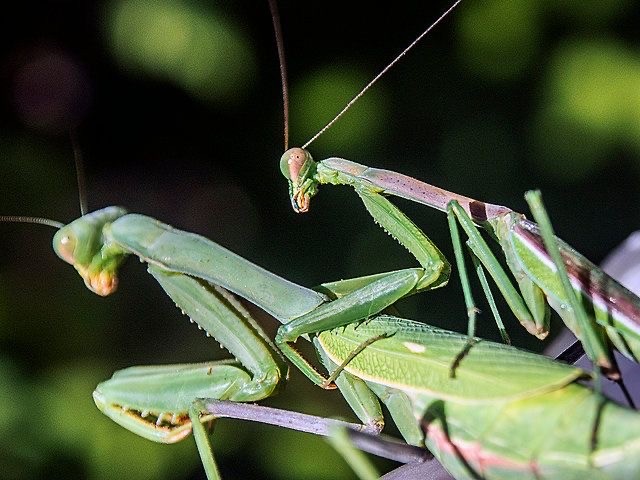 Пчелы, уснувшие в цветке: история одного фотоснимка