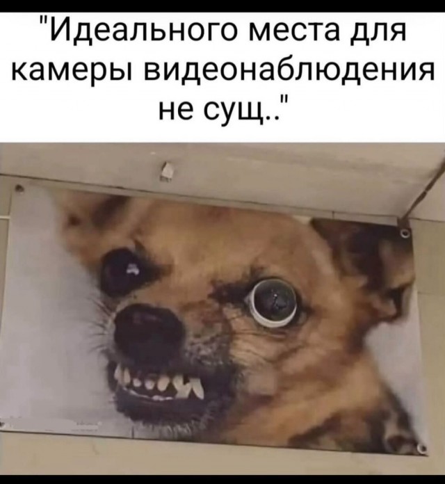 Веселые картинки к пятнице (27.09)