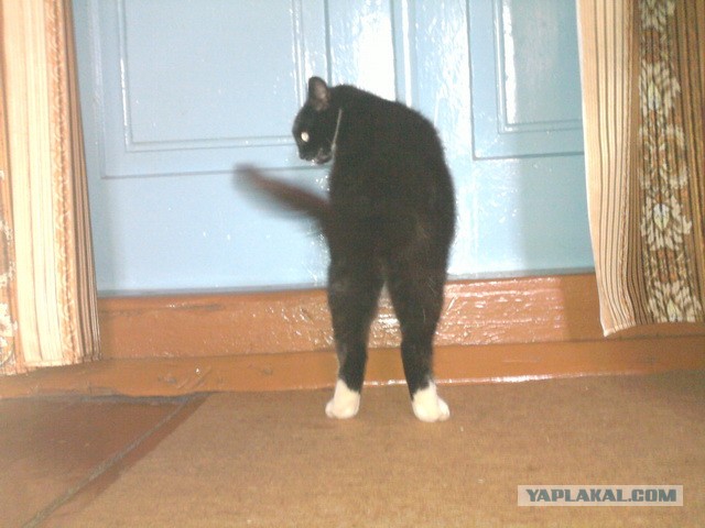 Котовторник 04.06.2013
