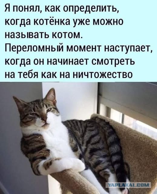 Веселые картинки в последний рабочий день уходящего года (28.12)