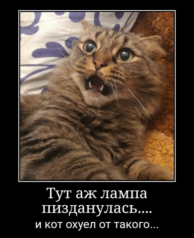 К котовторнику: подборка картинок-баянов с котиками и про котиков. Выпуск 18.