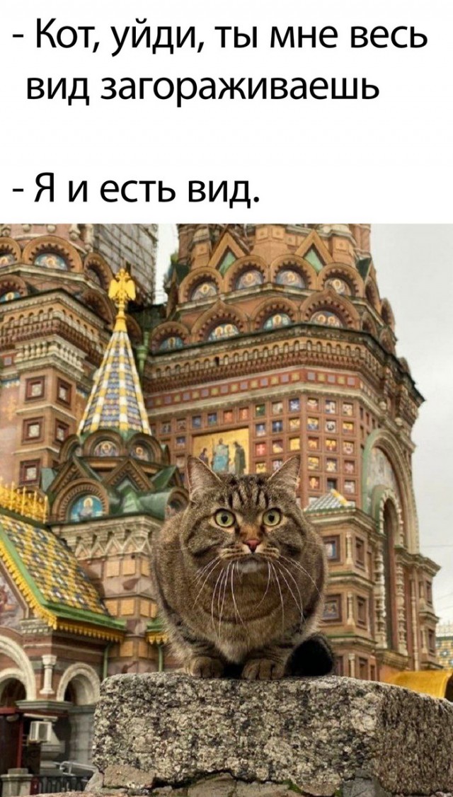 К котовторнику: подборка картинок-баянов с котиками и про котиков. Выпуск 19.