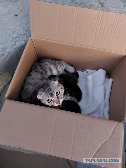 Котэ в возрасте