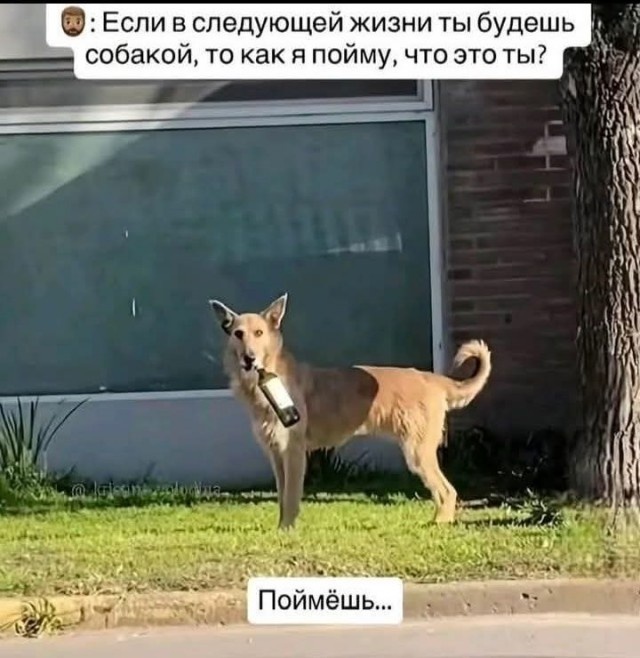 Пятничные алкобояны