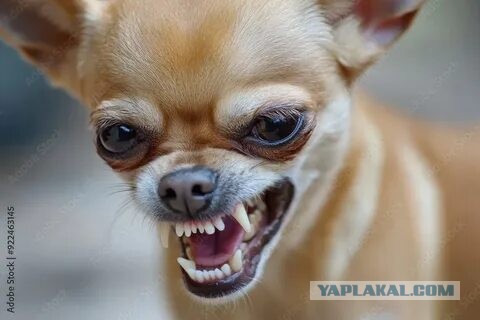 В Латвии задержали корееведа Андрея Ланькова