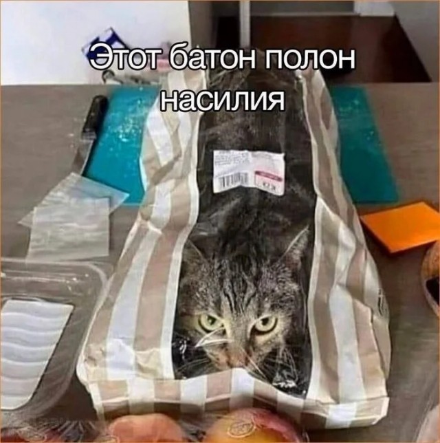 К котовторнику: подборка картинок-баянов с котиками и про котиков. Выпуск 36.
