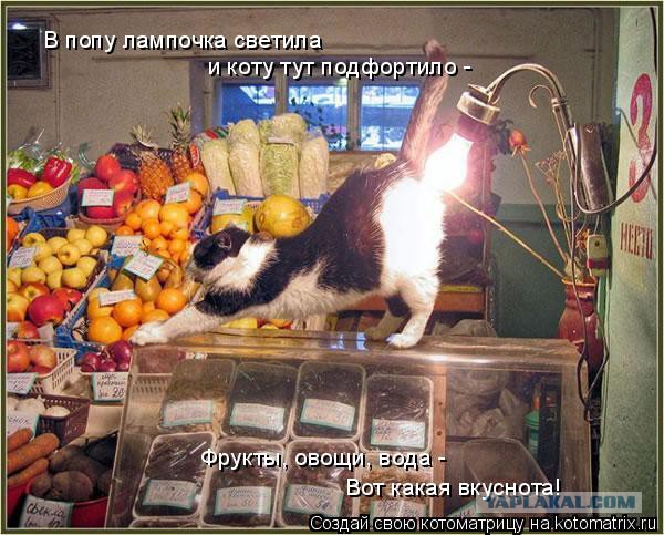 Коты ученых